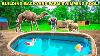 Building My Backyard Farm Animals A Inground Swimming Pool