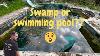 Swamp Or Swimming Pool